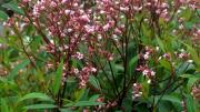 Apocynum venetum